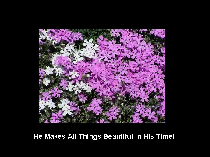 He Makes All Things Beautiful In His Time! 