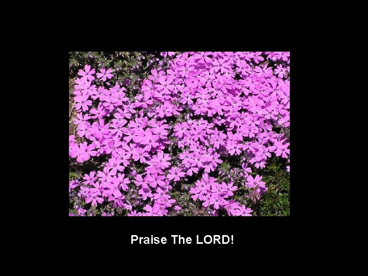 Praise The LORD! 