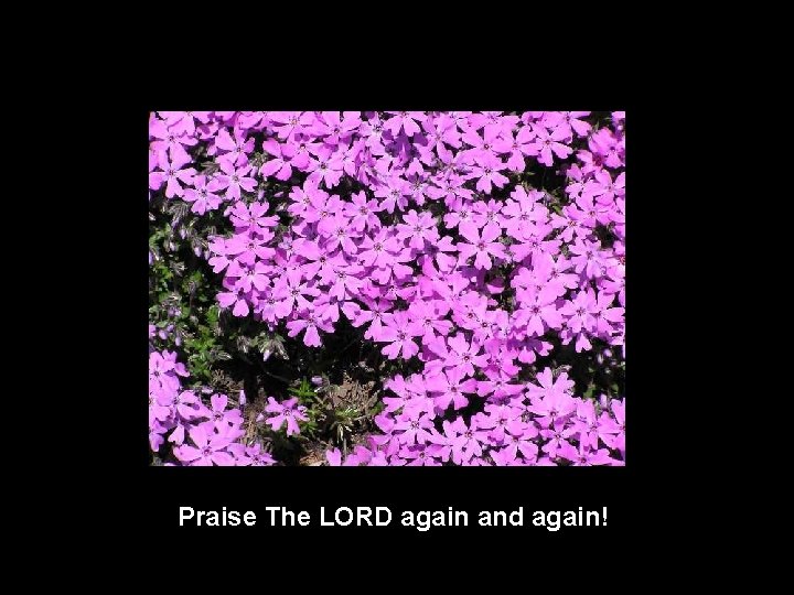 Praise The LORD again and again! 