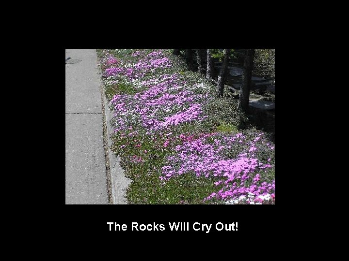 The Rocks Will Cry Out! 