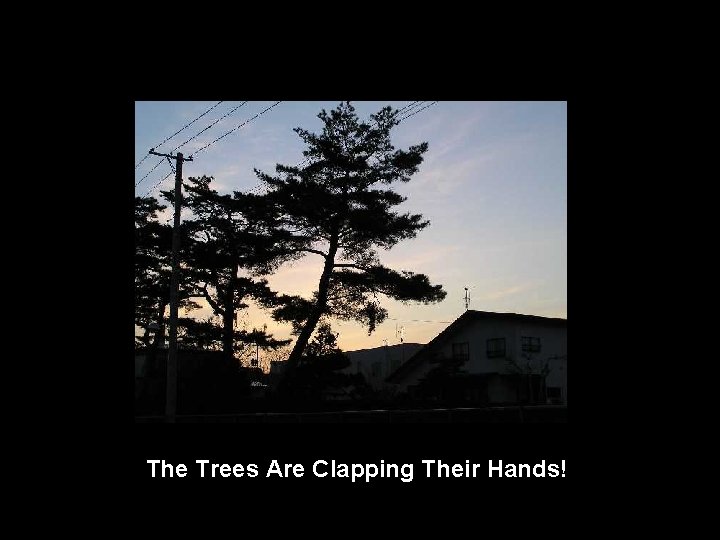 The Trees Are Clapping Their Hands! 