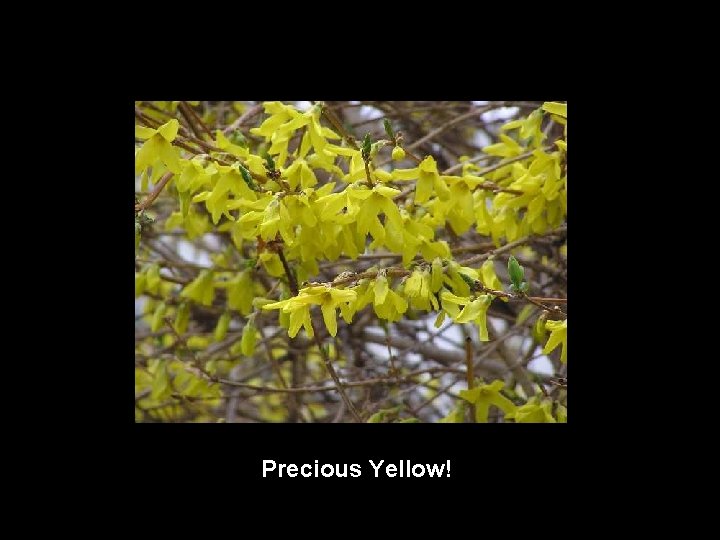 Precious Yellow! 