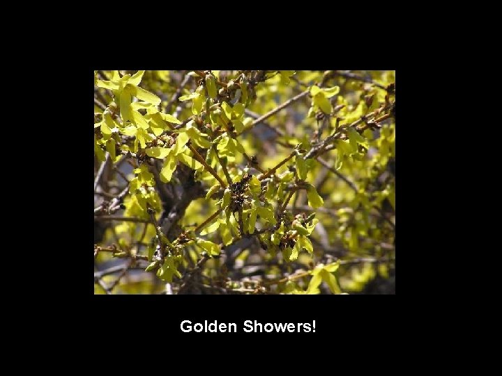 Golden Showers! 