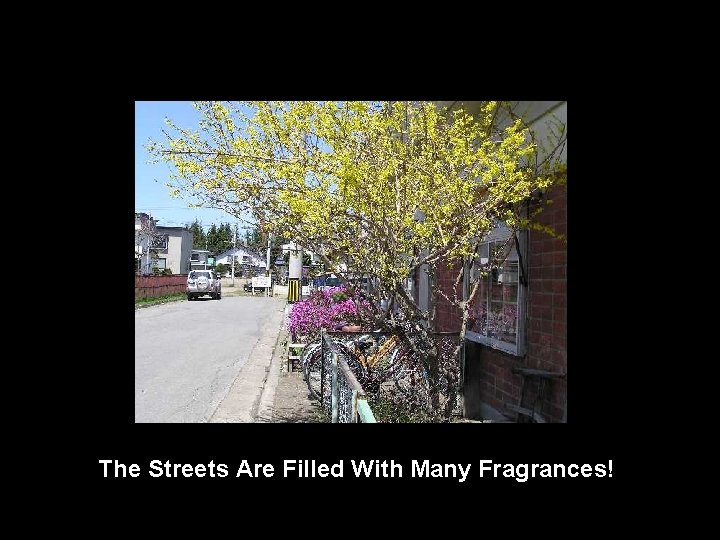 The Streets Are Filled With Many Fragrances! 