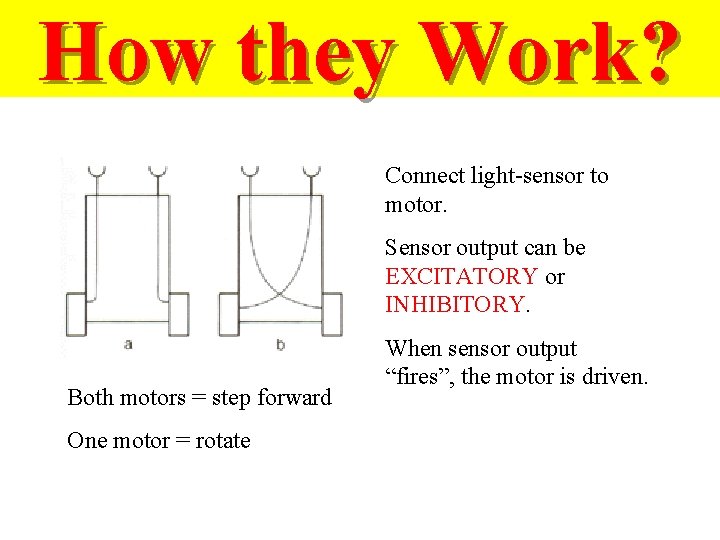 How they Work? Connect light-sensor to motor. Sensor output can be EXCITATORY or INHIBITORY.