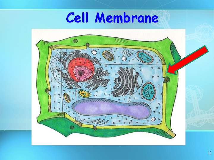 Cell Membrane 11 