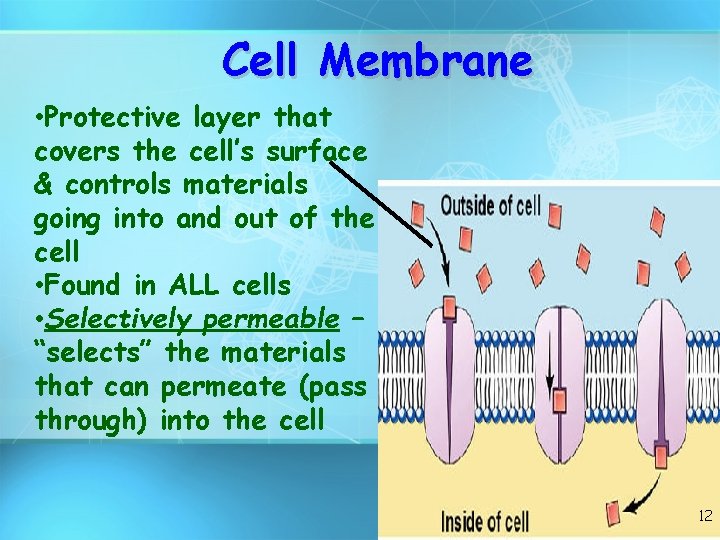 Cell Membrane • Protective layer that covers the cell’s surface & controls materials going