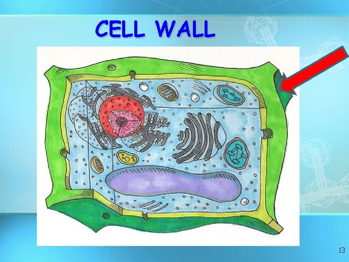 CELL WALL 13 