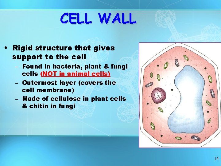 CELL WALL • Rigid structure that gives support to the cell – Found in