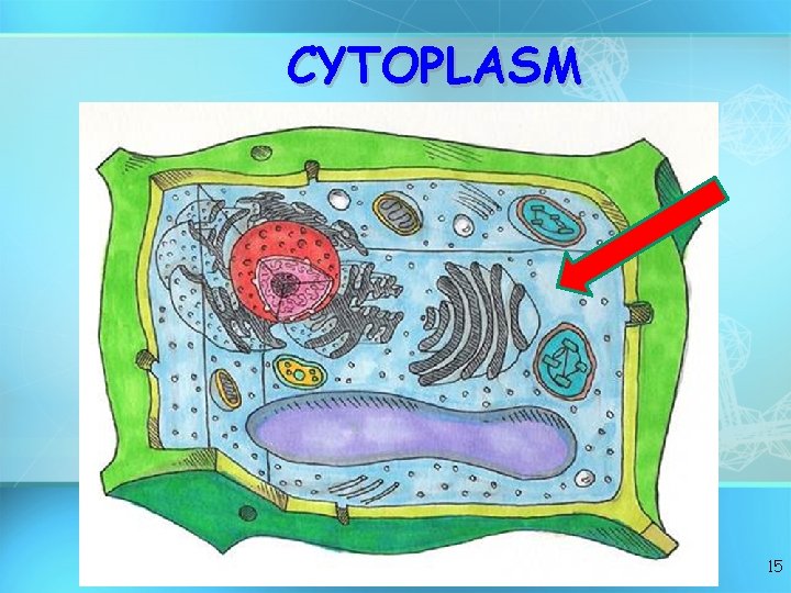 CYTOPLASM 15 