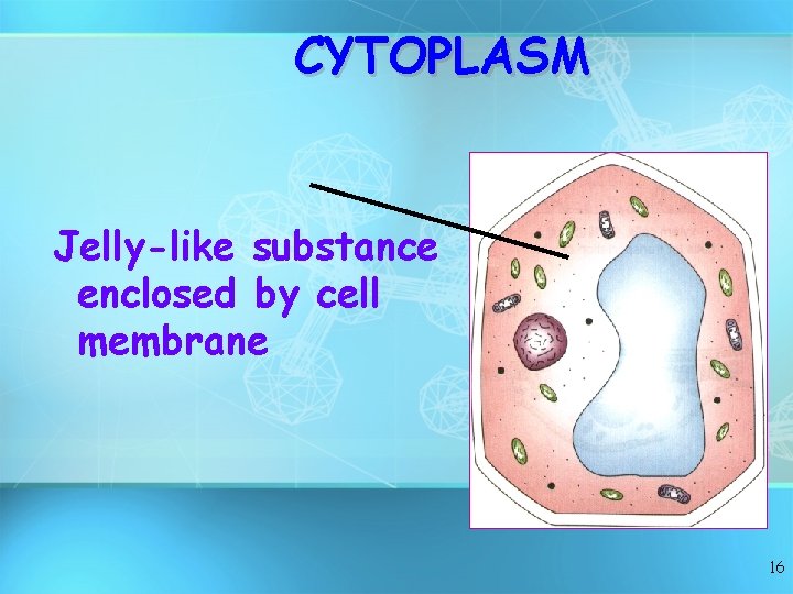 CYTOPLASM Jelly-like substance enclosed by cell membrane 16 