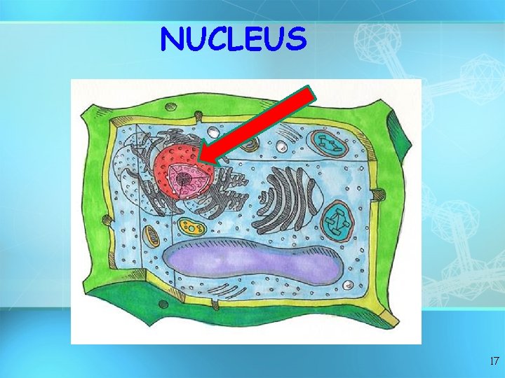NUCLEUS 17 