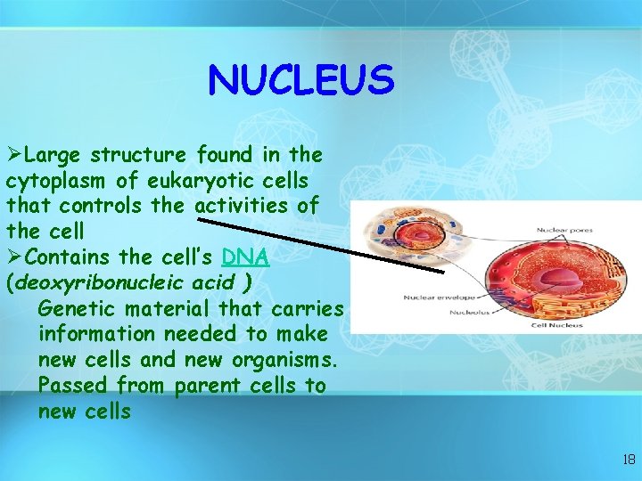 NUCLEUS ØLarge structure found in the cytoplasm of eukaryotic cells that controls the activities