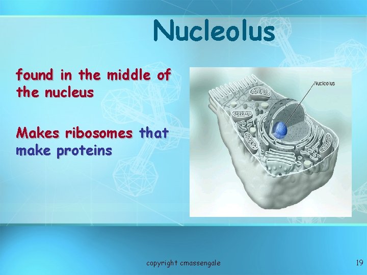 Nucleolus found in the middle of the nucleus Makes ribosomes that make proteins copyright