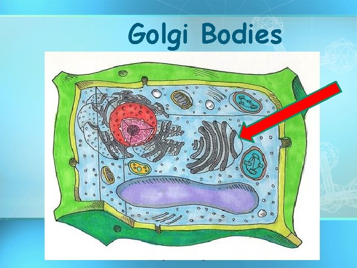 Golgi Bodies copyright cmassengale 