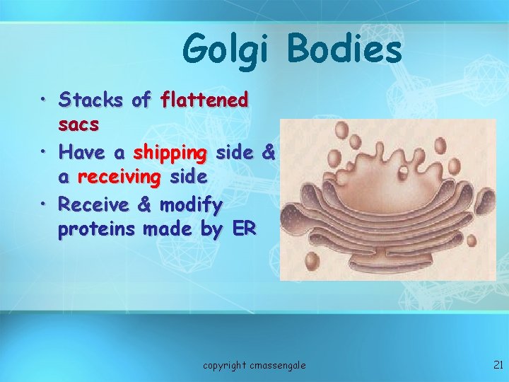 Golgi Bodies • Stacks of flattened sacs • Have a shipping side & a