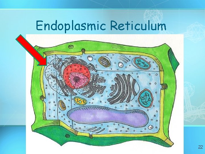Endoplasmic Reticulum 22 
