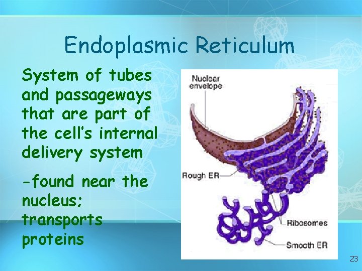 Endoplasmic Reticulum System of tubes and passageways that are part of the cell’s internal