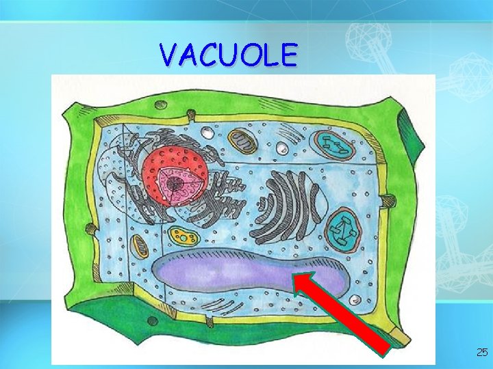 VACUOLE 25 
