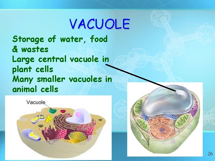 VACUOLE Storage of water, food & wastes Large central vacuole in plant cells Many
