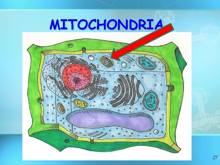 MITOCHONDRIA 27 