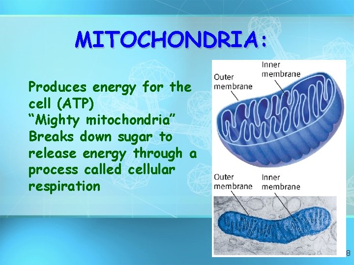 MITOCHONDRIA: Produces energy for the cell (ATP) “Mighty mitochondria” Breaks down sugar to release