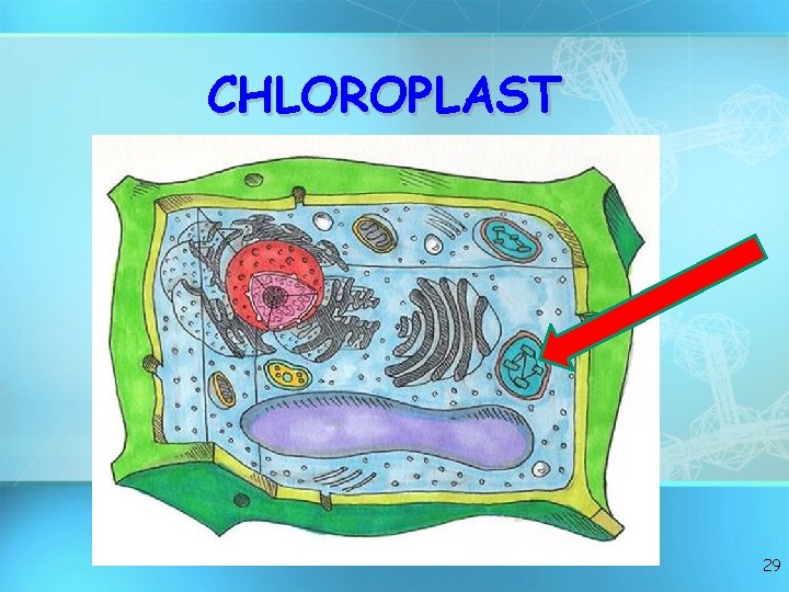 CHLOROPLAST 29 