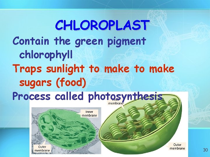 CHLOROPLAST Contain the green pigment chlorophyll Traps sunlight to make sugars (food) Process called