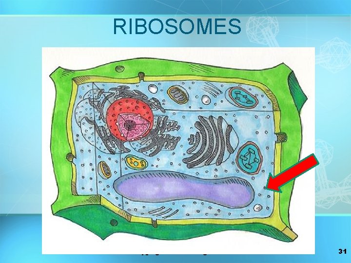 RIBOSOMES copyright cmassengale 31 
