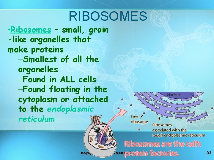 RIBOSOMES • Ribosomes – small, grain -like organelles that make proteins –Smallest of all