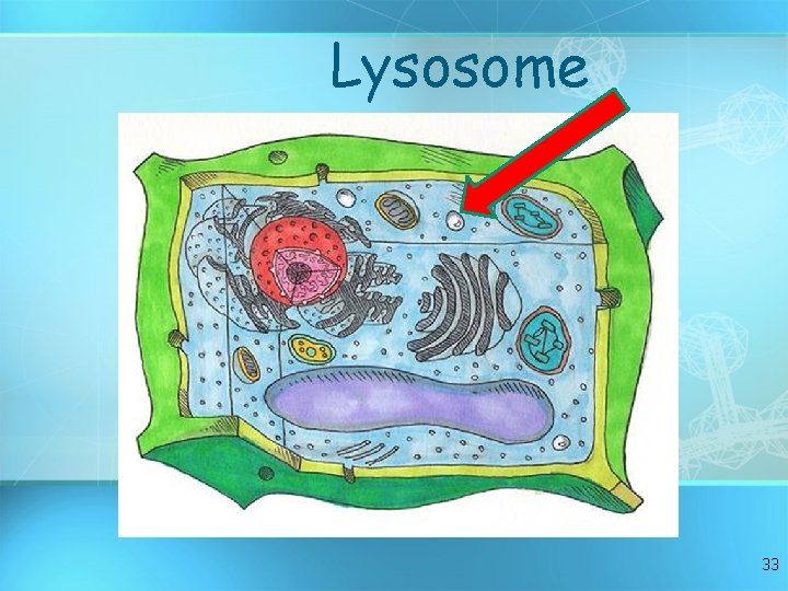 Lysosome 33 