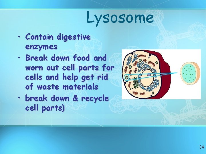 Lysosome • Contain digestive enzymes • Break down food and worn out cell parts