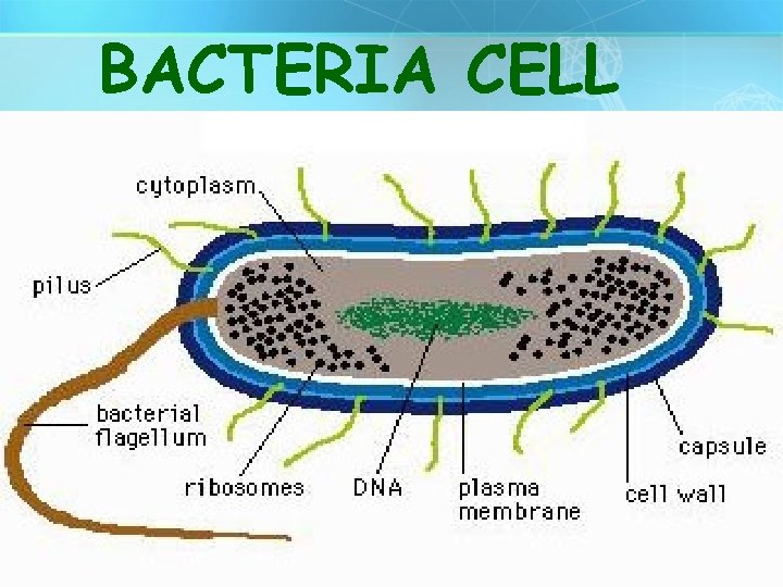 BACTERIA CELL copyright cmassengale 4 