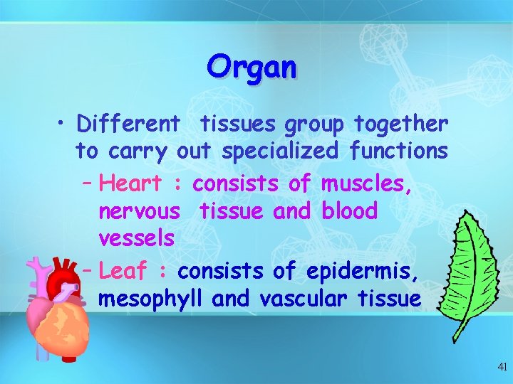 Organ • Different tissues group together to carry out specialized functions – Heart :