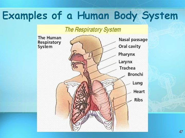 Examples of a Human Body System 47 