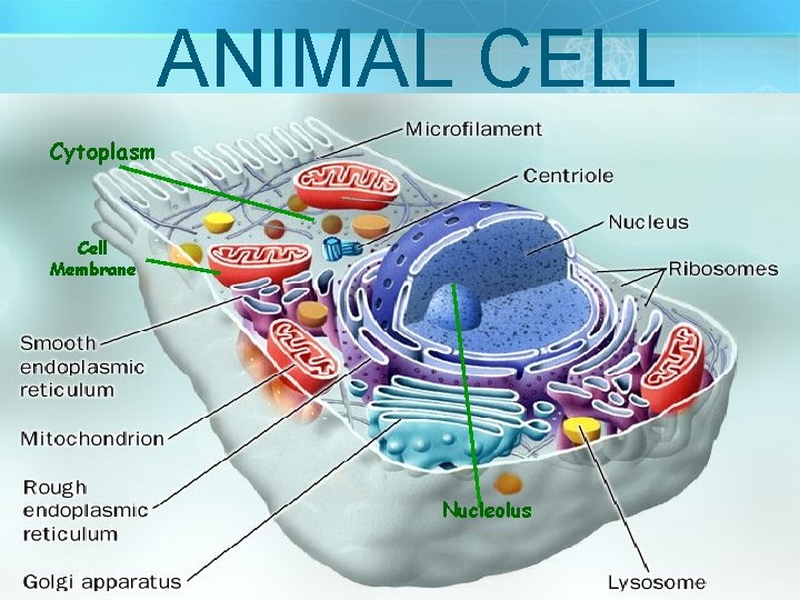 ANIMAL CELL Cytoplasm Cell Membrane Nucleolus 5 