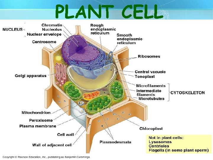 PLANT CELL 6 