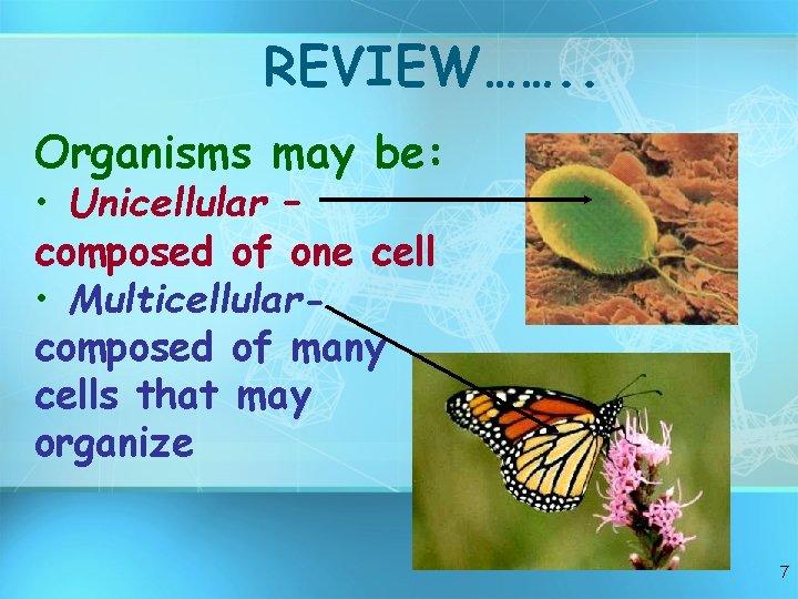 REVIEW……. . Organisms may be: • Unicellular – composed of one cell • Multicellularcomposed