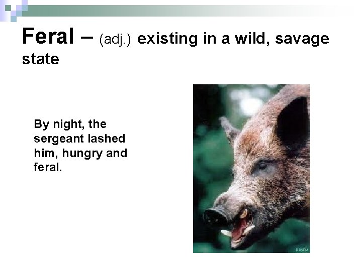 Feral – (adj. ) existing in a wild, savage state By night, the sergeant