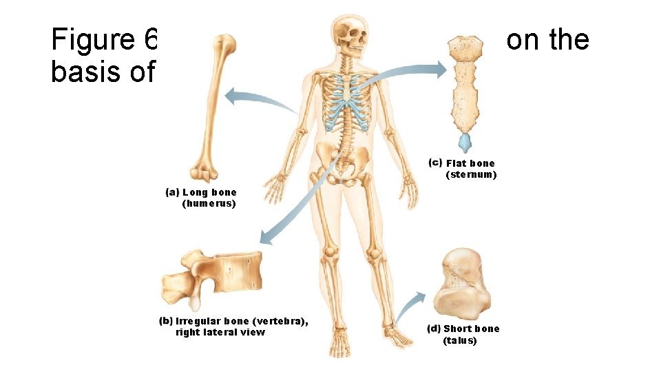 Figure 6. 2 Classification of bones on the basis of shape. Flat bone (sternum)