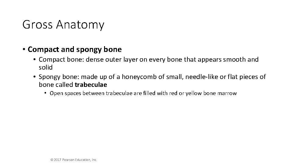 Gross Anatomy • Compact and spongy bone • Compact bone: dense outer layer on