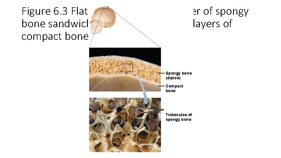Figure 6. 3 Flat bones consist of a layer of spongy bone sandwiched between