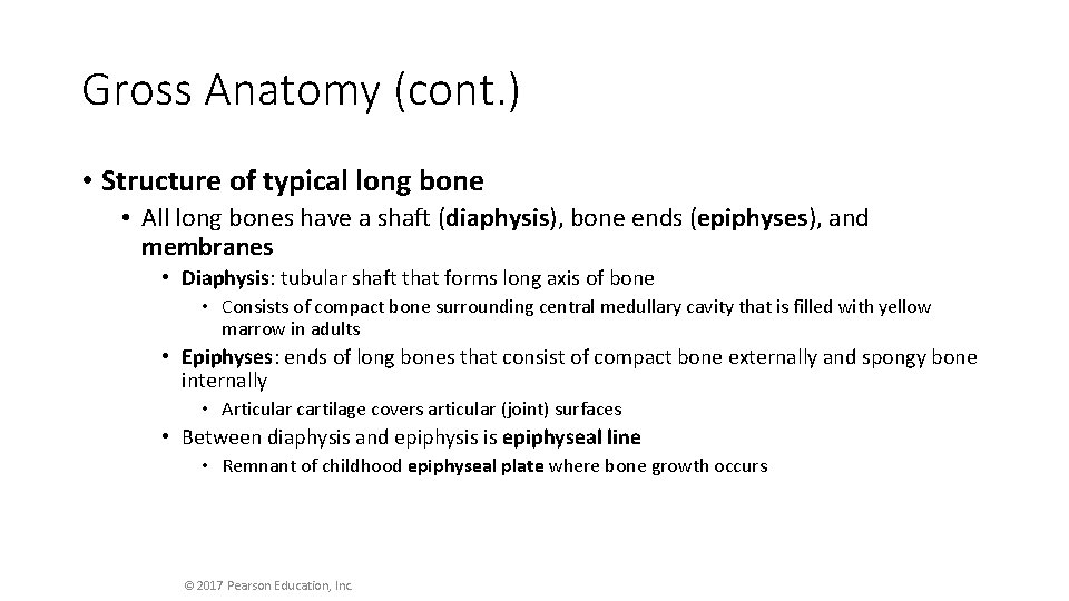 Gross Anatomy (cont. ) • Structure of typical long bone • All long bones