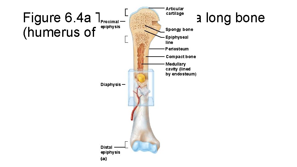 Articular cartilage Figure 6. 4 a The structure of a long bone (humerus of