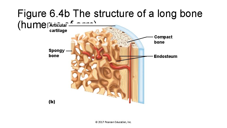 Figure 6. 4 b The structure of a long bone Articular (humerus of arm).