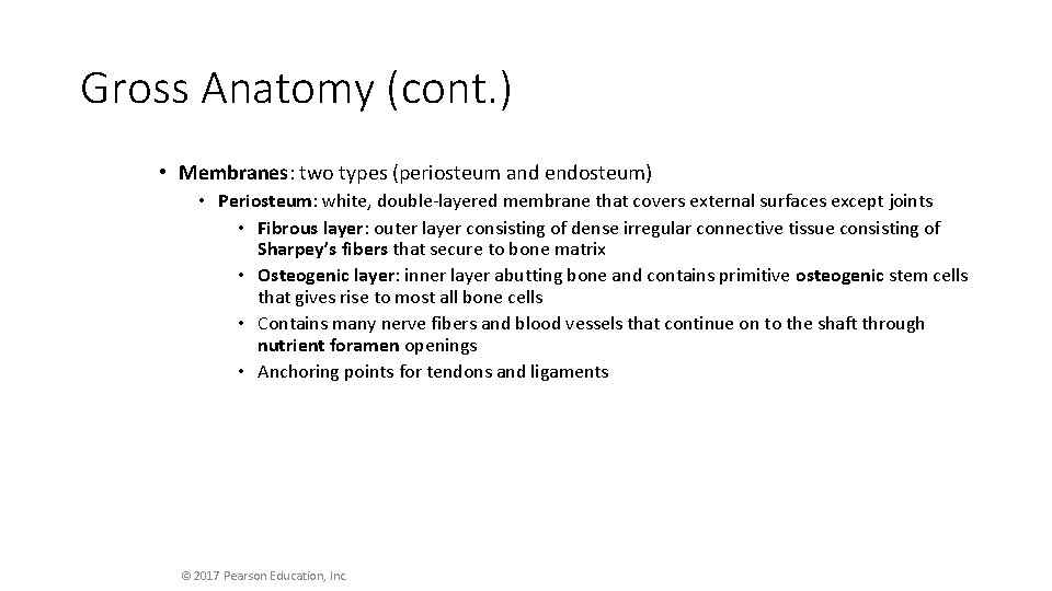 Gross Anatomy (cont. ) • Membranes: two types (periosteum and endosteum) • Periosteum: white,