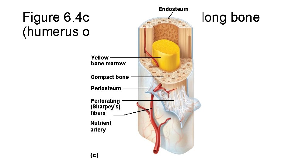 Endosteum Figure 6. 4 c The structure of a long bone (humerus of arm).
