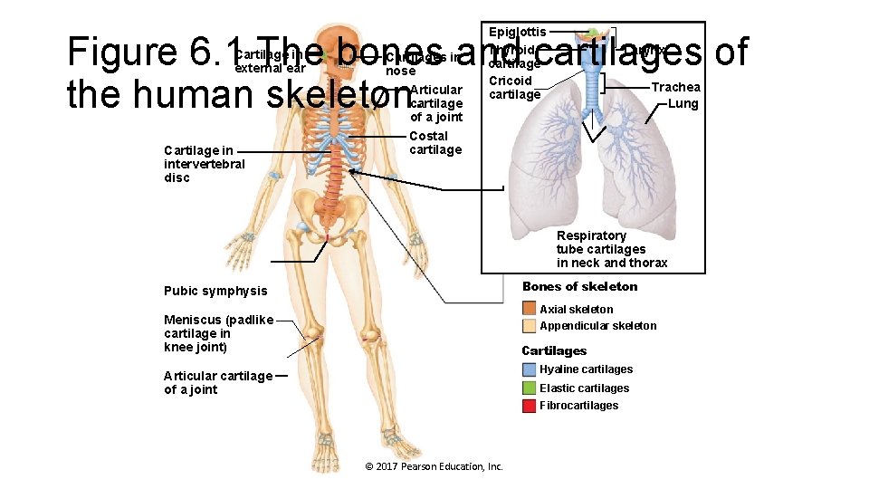 Epiglottis Thyroid cartilage Cricoid cartilage Figure 6. 1 The bones and cartilages of the