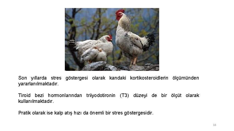 Son yıllarda stres göstergesi olarak kandaki kortikosteroidlerin ölçümünden yararlanılmaktadır. Tiroid bezi hormonlarından triiyodotironin (T