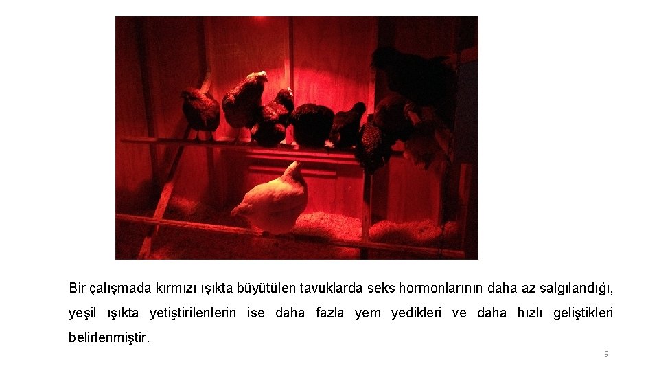 Bir çalışmada kırmızı ışıkta büyütülen tavuklarda seks hormonlarının daha az salgılandığı, yeşil ışıkta yetiştirilenlerin